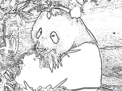 Pandam Coloring Pages To Print